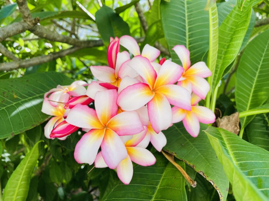 ハワイの自然美を象徴するプルメリアの花