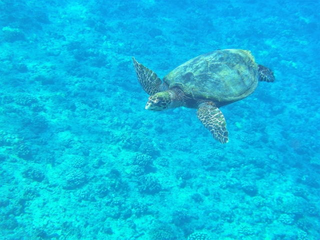 ウミガメ　ワイキキ