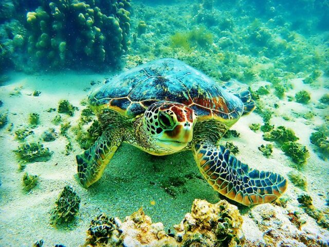 ハナウマ湾シュノーケリング♪