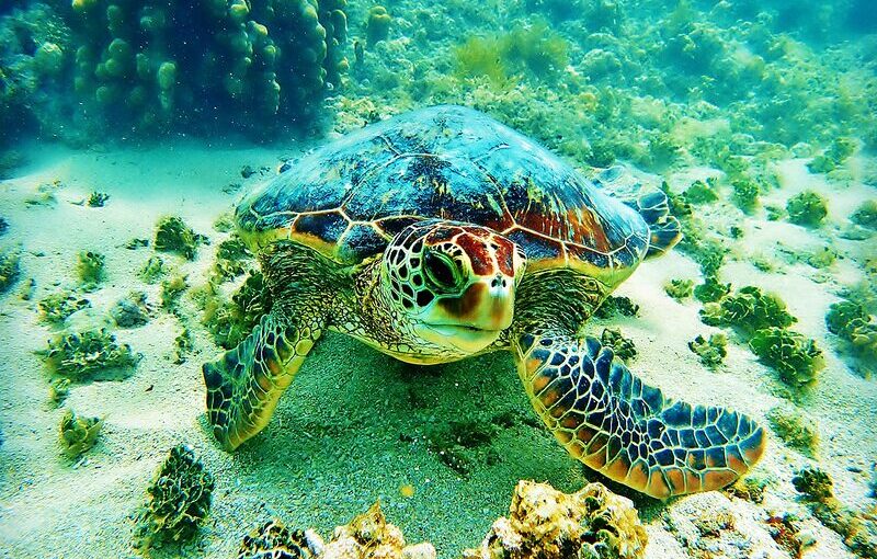ハナウマ湾シュノーケリング♪