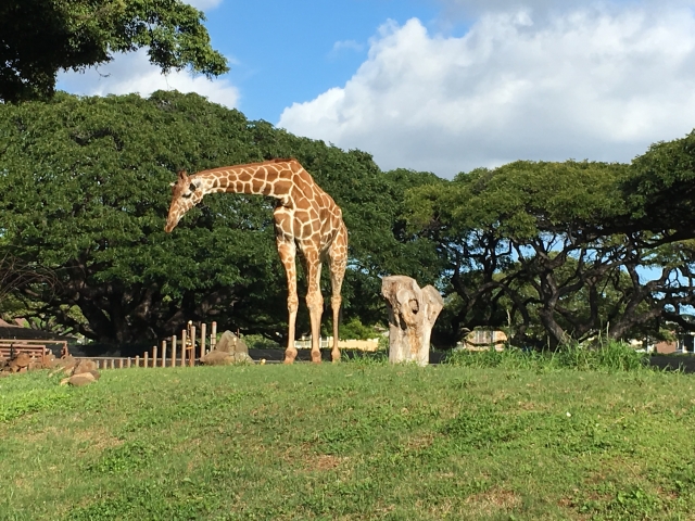 ハワイ　ホノルル動物園のキリン