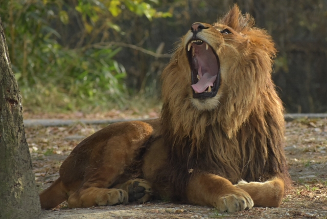 ハワイ　動物園　ライオン