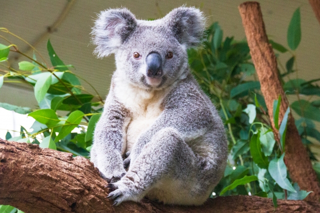 ハワイ　動物園　正面を向くコアラ