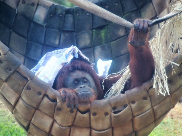 ハワイ　ホノルル動物園　オランウータン