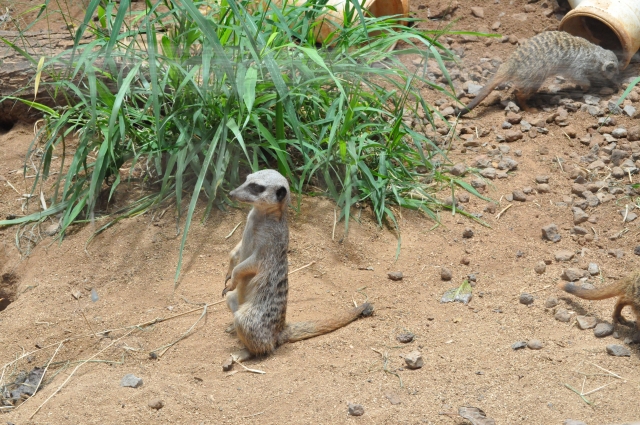ハワイ　ホノルル動物園　ミーアキャット