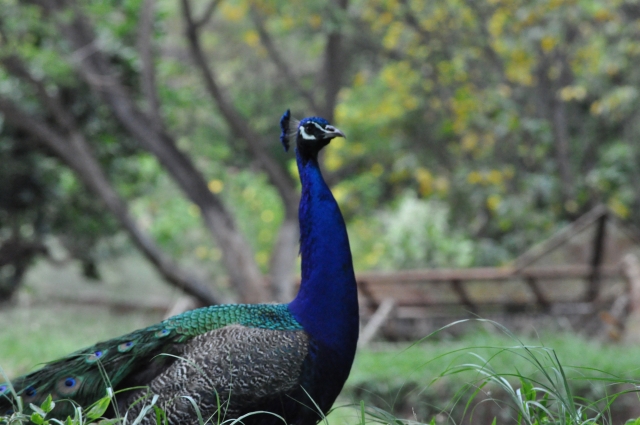ハワイ　動物園　ホノルル　クジャク