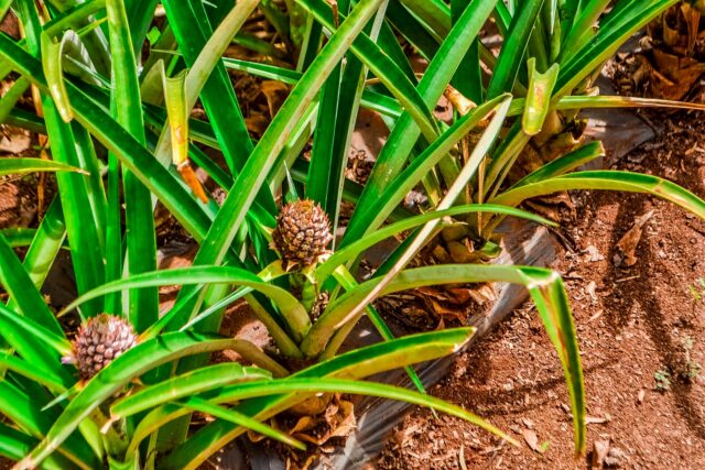 ドールプランテーション