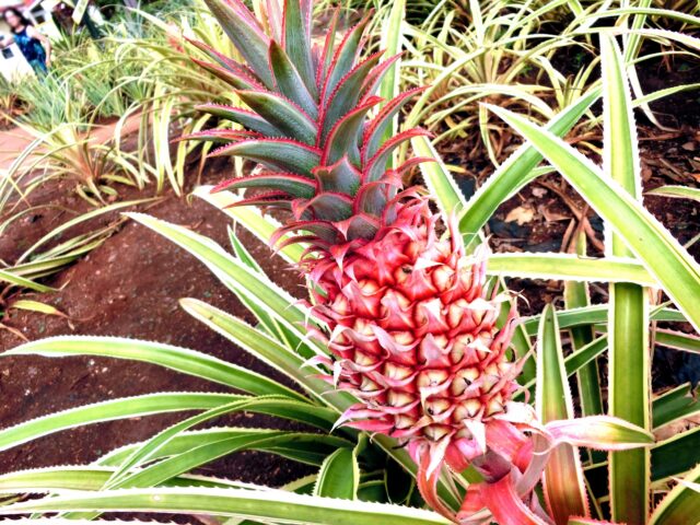 ドールプランテーション