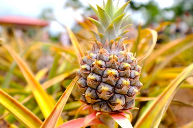 ハワイ ドールプランテーション パイナップル