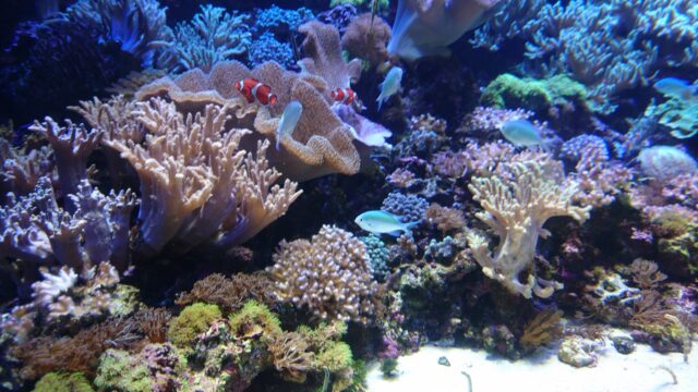 サンゴ礁　ハワイ