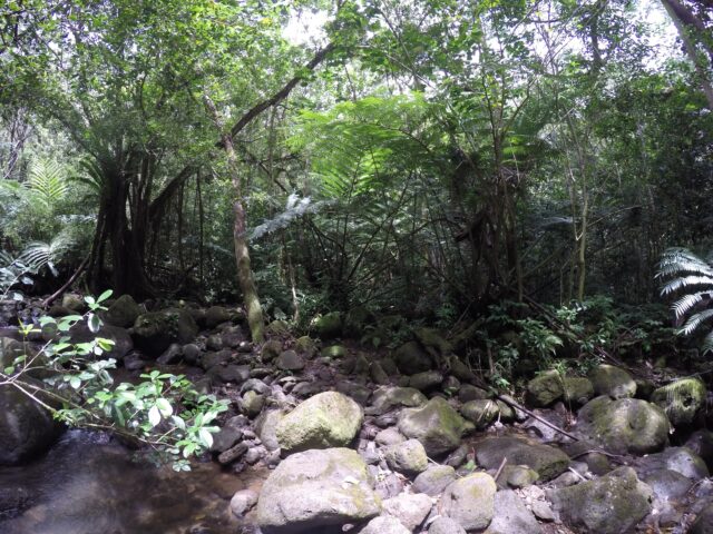 マノア渓谷　滝までのトレイル