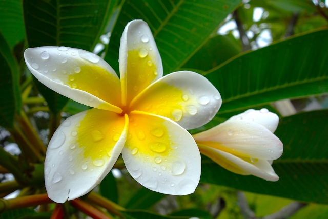 雨 プルメリア 花