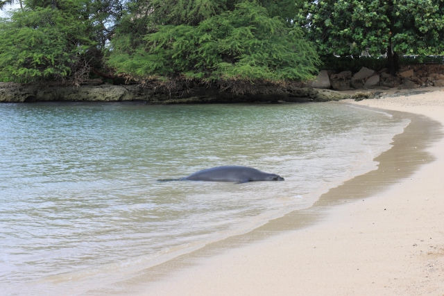 ハワイアンモンクシール